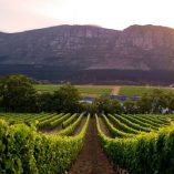 Cape Winelands