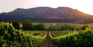 Golf Tours South Africa