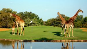 Golf Tours South Africa