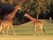 Golf Tours South Africa