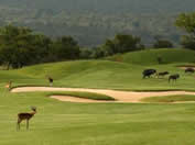 Golf Tours South Africa