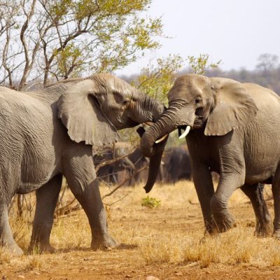 3 nights Leopard Creek Golf Safari