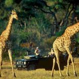 Game Drive