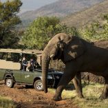 Pilanesberg Safari